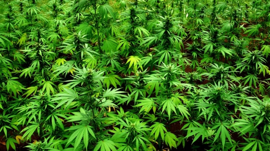 Ante la permitida Marihuana: reflexión del obispo de San Cristóbal de las Casas