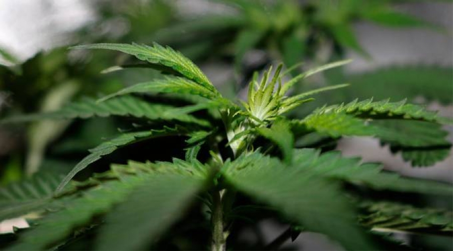 Obispo de Uruguay denuncia incoherencias en la libre comercialización de marihuana