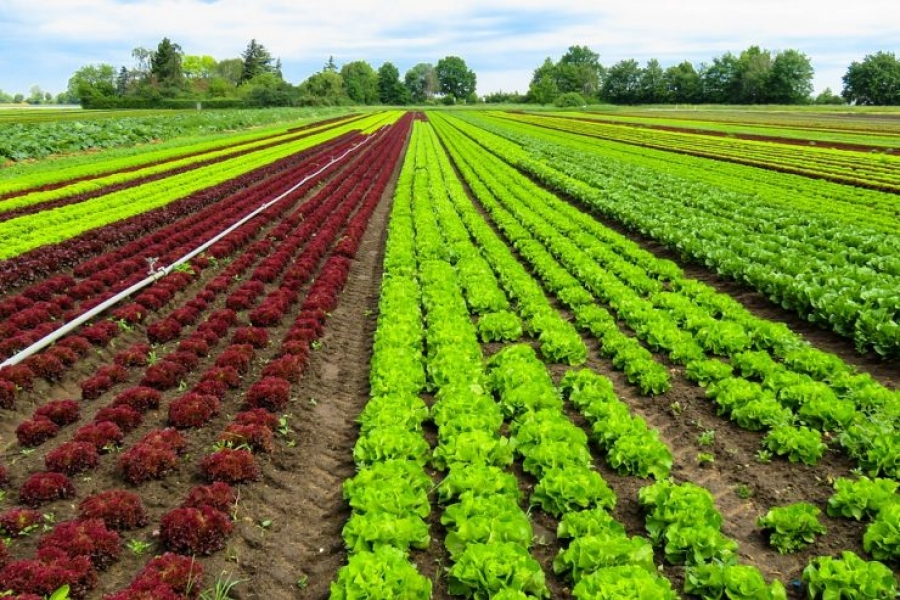Observador de la Santa Sede en la FAO (III): el cambio climático agrava la pobreza y el hamb